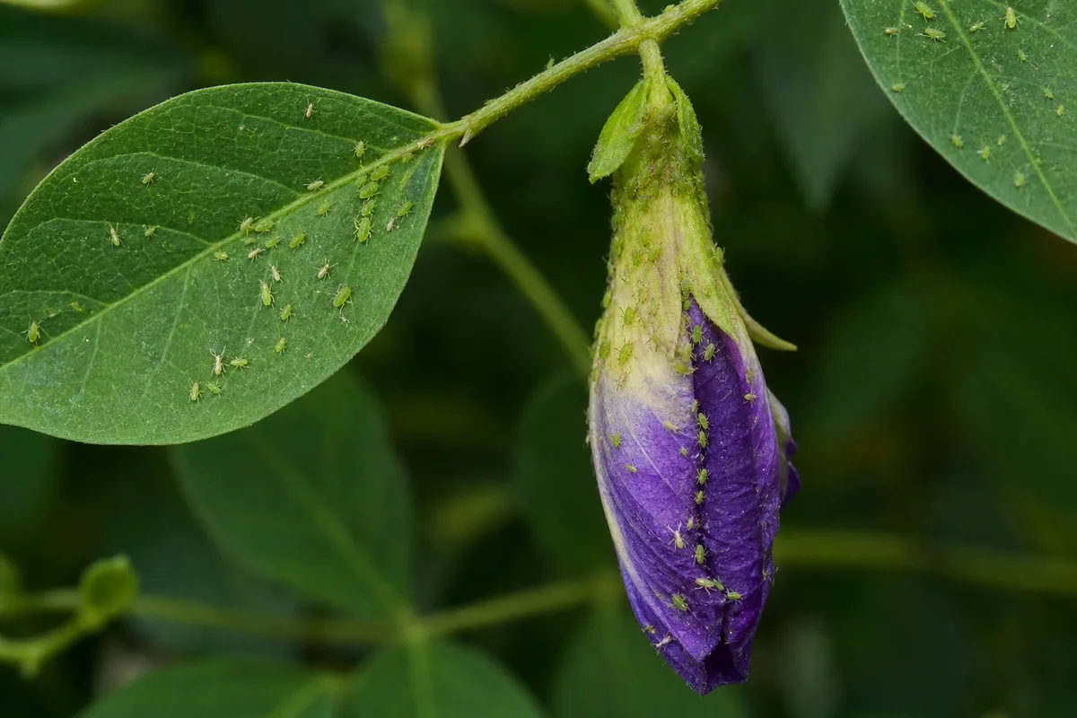 Close-up of Aphids on Aparajita - diagnostic detail