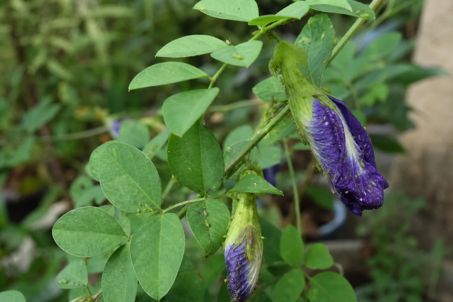 Aphids on Aparajita - visible symptom on the plant