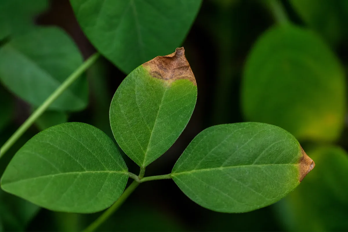 Close-up of Brown Tips on Aparajita - diagnostic detail