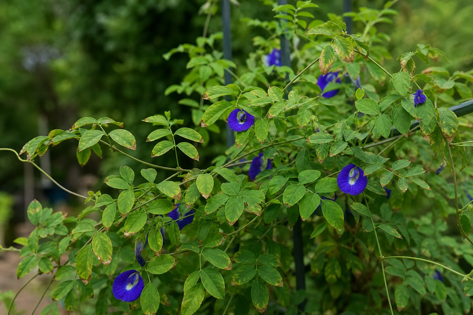 Brown Tips on Aparajita - visible symptom on the plant