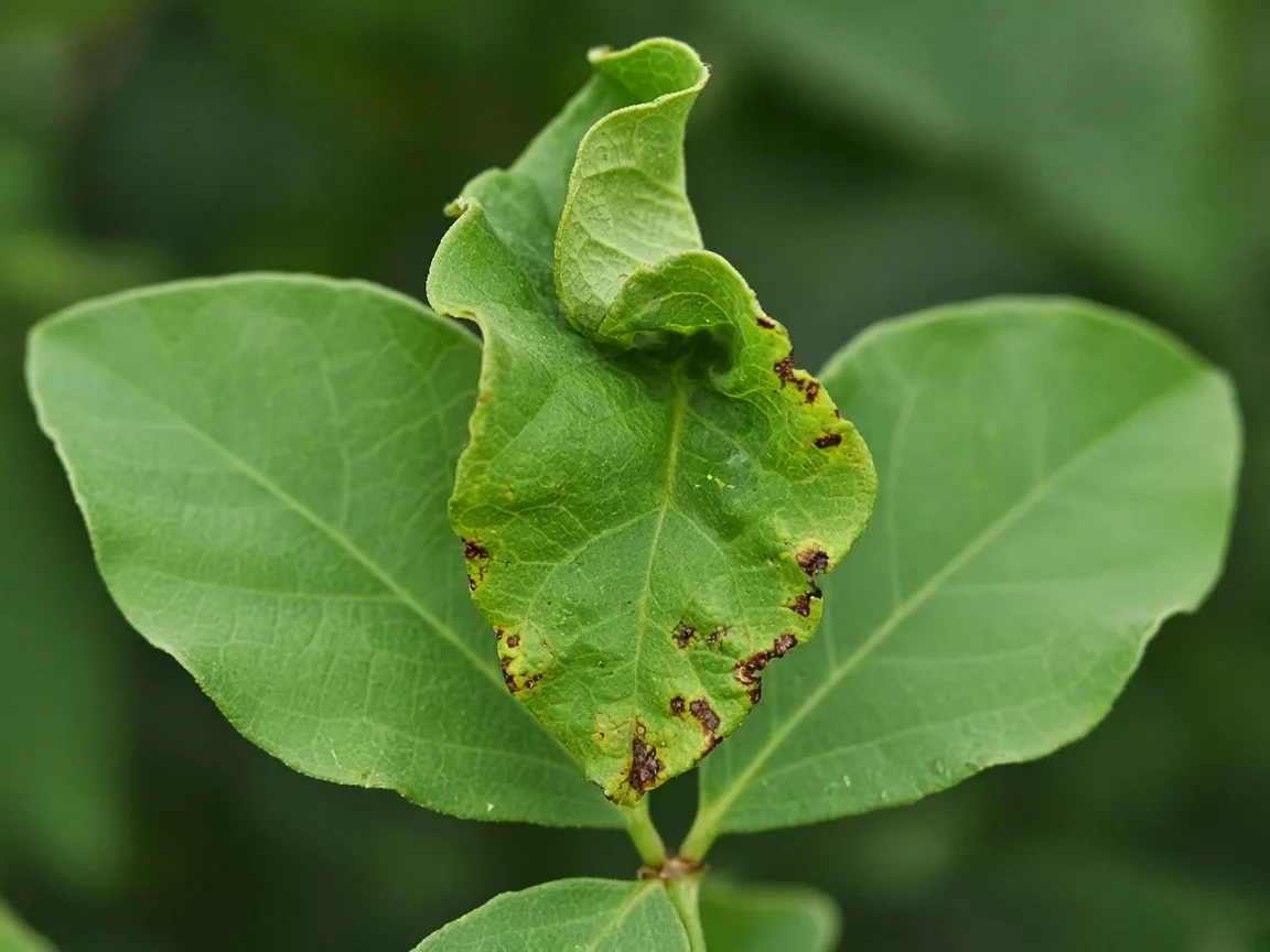Close-up of calcium deficiency on Aparajita - cupped new trifoliate leaflet at vine tip