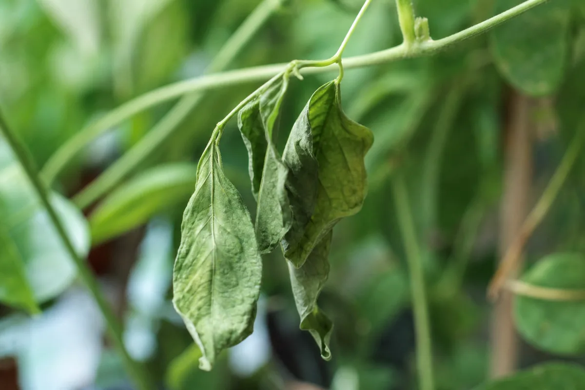 Close-up of Drooping Leaves on Aparajita - diagnostic detail