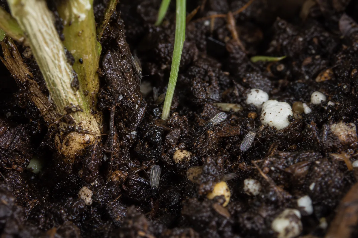 Close-up of Fungus Gnats on Aparajita - diagnostic detail