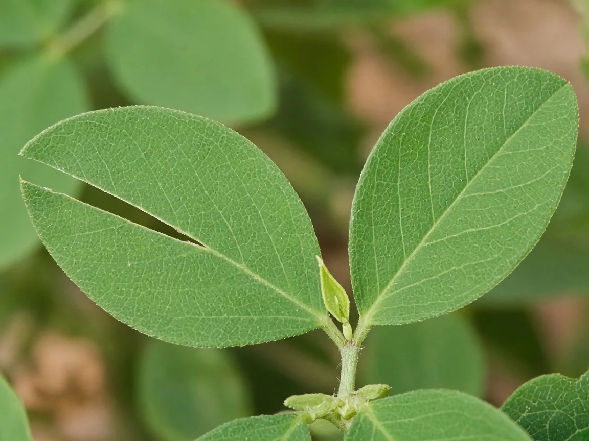Close-up of clean mechanical tear on Aparajita compound leaflets
