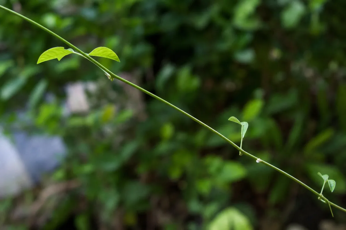 Close-up of Leggy Growth on Aparajita - diagnostic detail