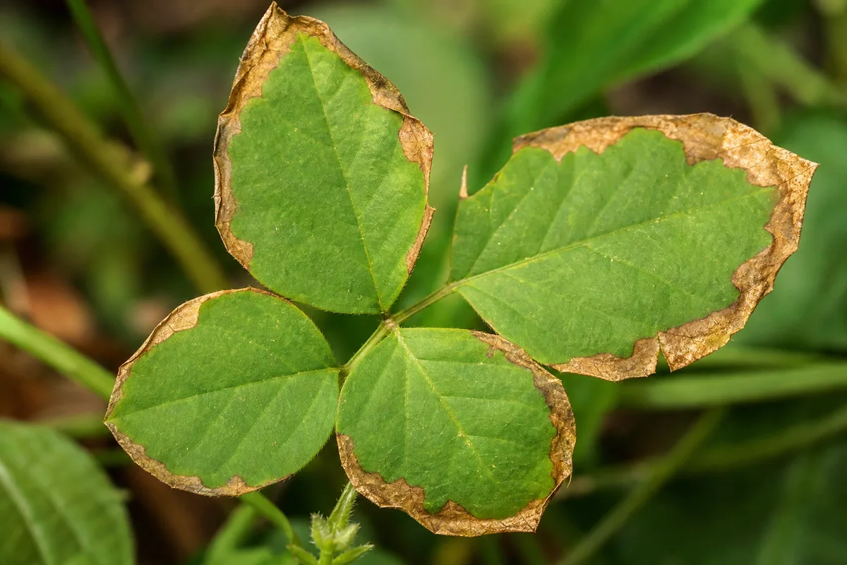 Close-up of Low Humidity on Aparajita - diagnostic detail