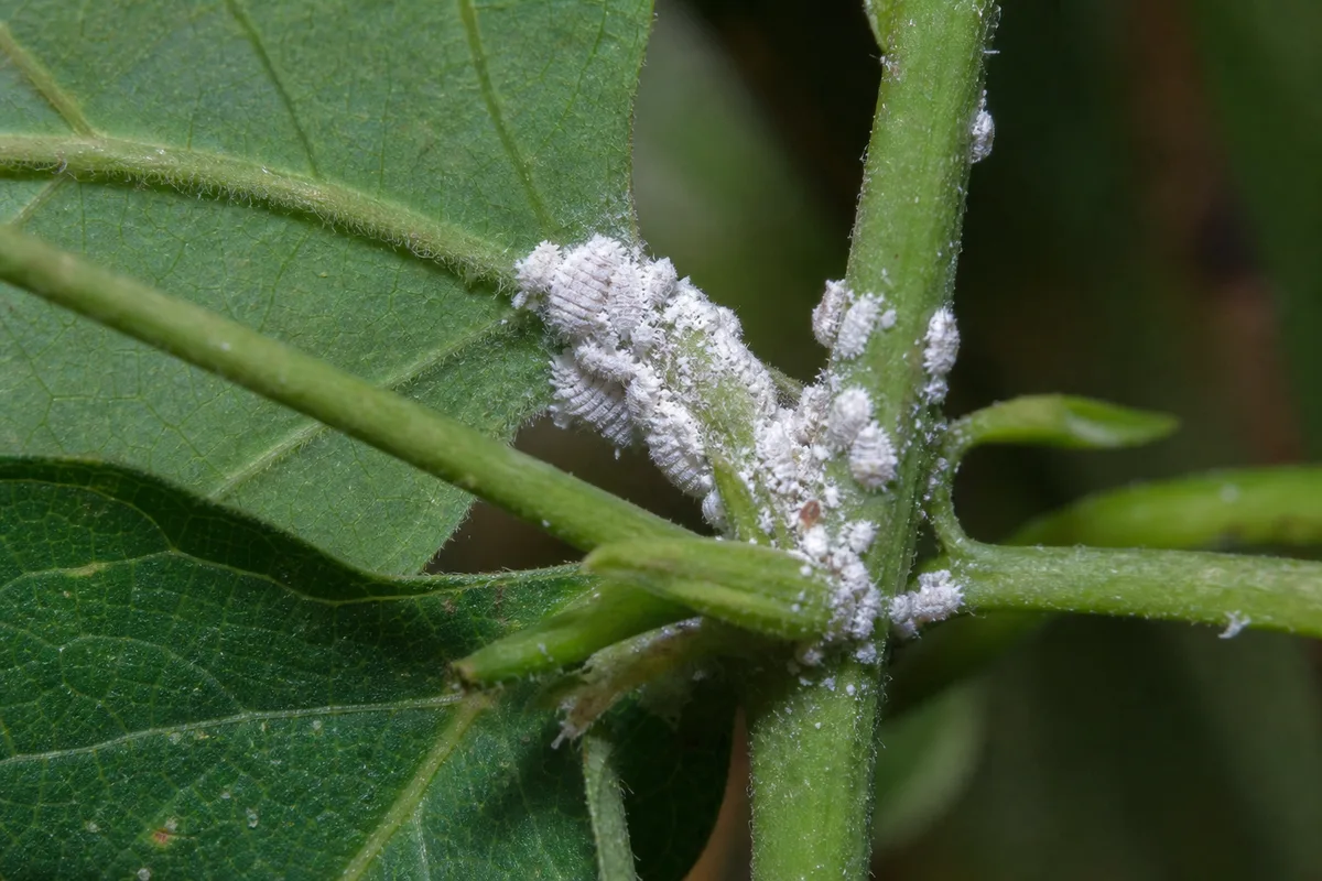 Close-up of Mealybugs on Aparajita - diagnostic detail