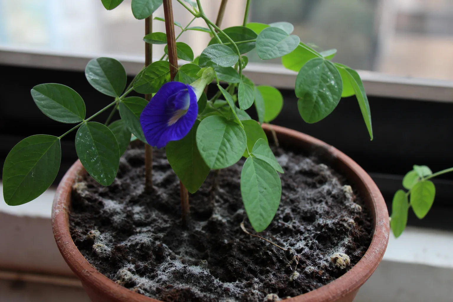Mold on Soil on Aparajita - visible symptom on the plant