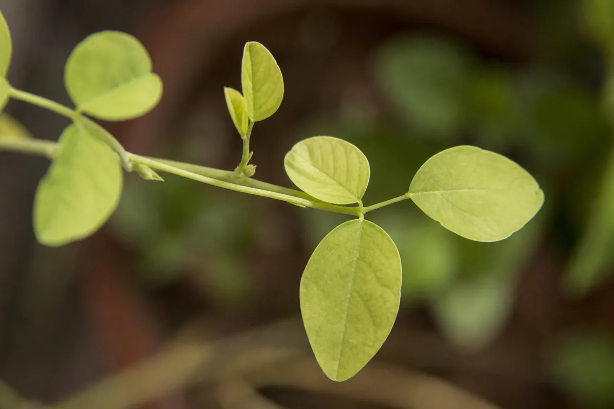 Close-up of Not Enough Light on Aparajita - diagnostic detail