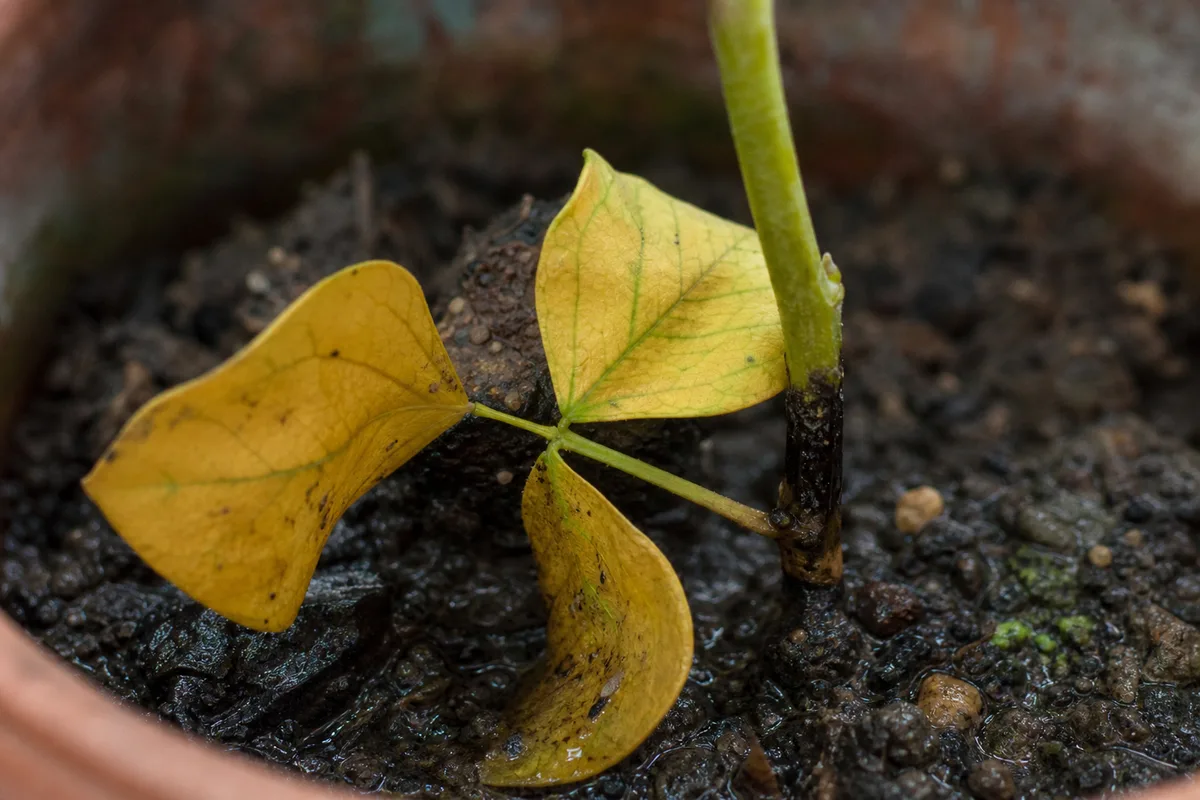 Close-up of Overwatering on Aparajita - diagnostic detail