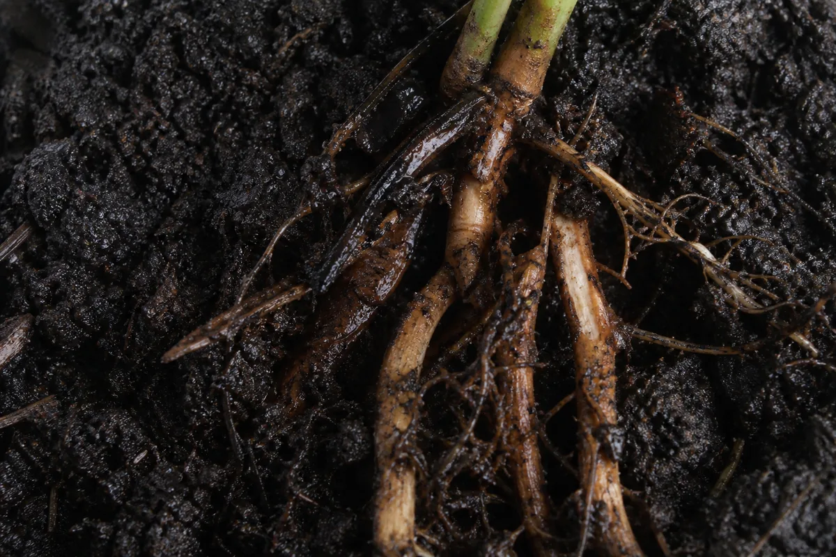 Close-up of Root Rot on Aparajita - diagnostic detail