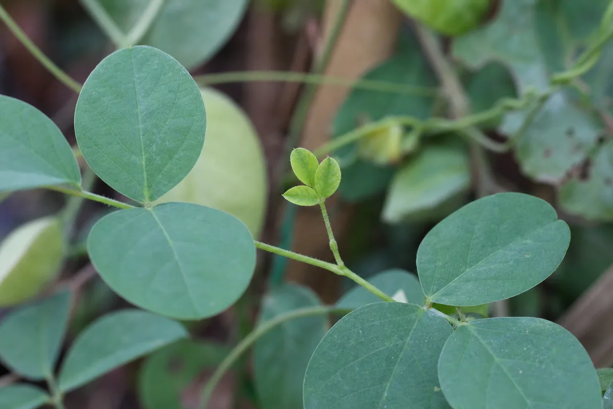 Close-up of Slow Growth on Aparajita - diagnostic detail