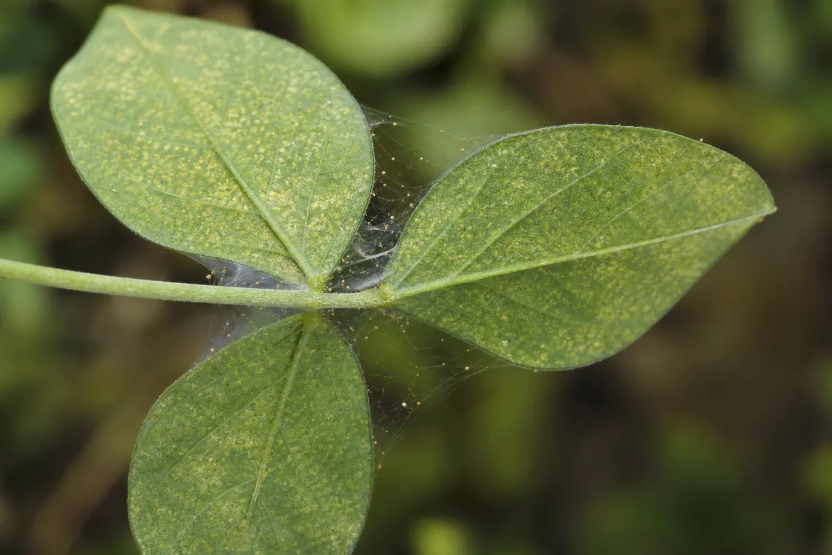Close-up of Spider Mites on Aparajita - diagnostic detail