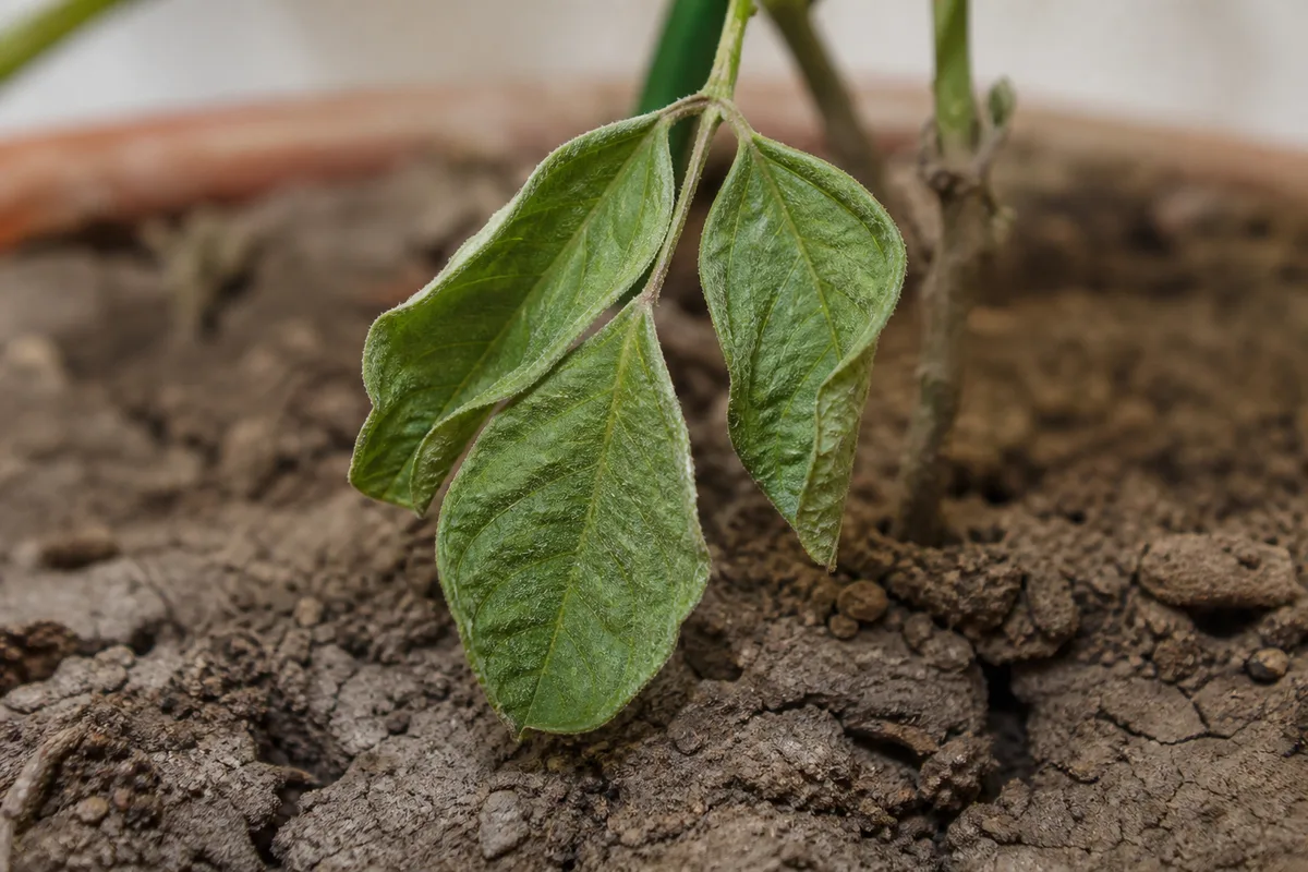 Close-up of Underwatering on Aparajita - diagnostic detail