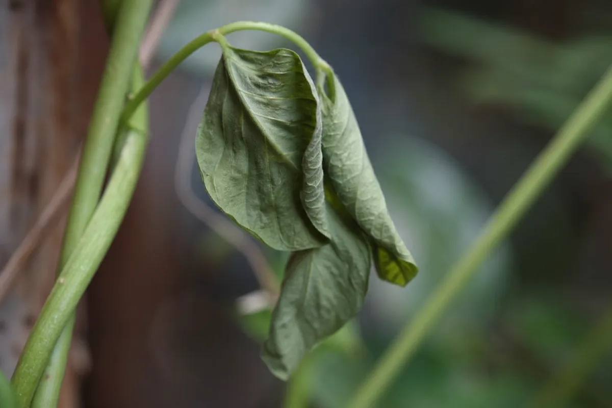 Close-up of Wilting on Aparajita - diagnostic detail