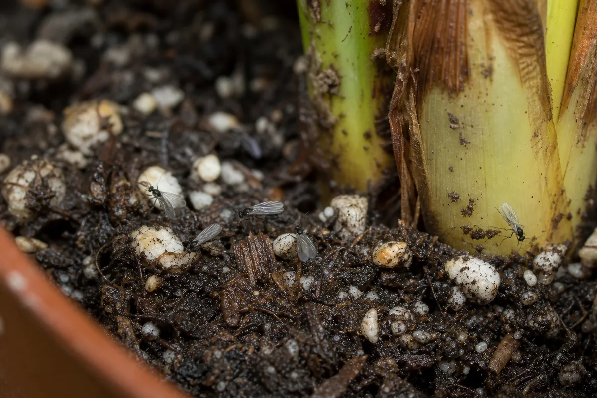 Close-up of Fungus Gnats on Areca Palm - diagnostic detail