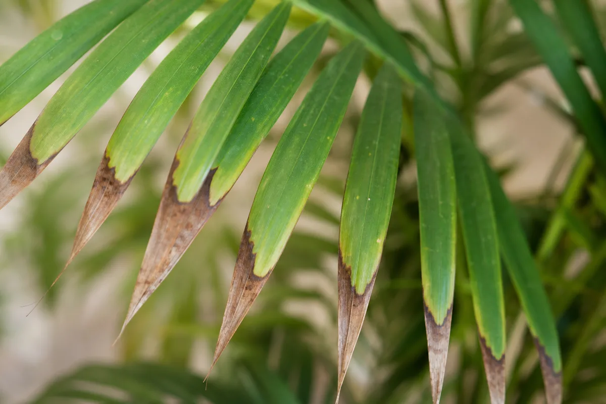 Close-up of Low Humidity on Areca Palm - diagnostic detail