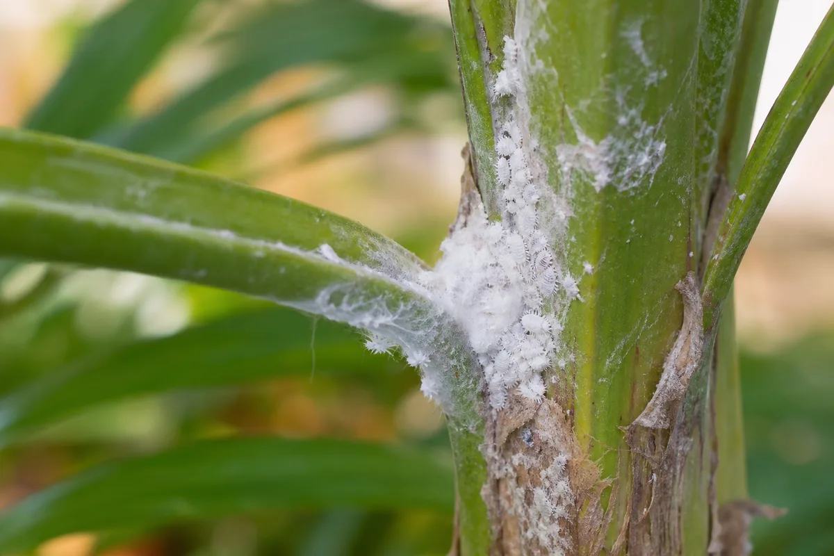 Close-up of Mealybugs on Areca Palm - diagnostic detail