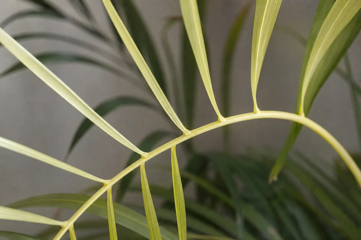 Close-up of Not Enough Light on Areca Palm - diagnostic detail
