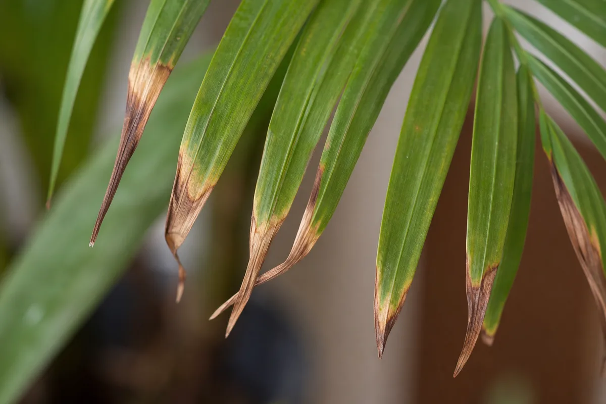Close-up of Underwatering on Areca Palm - diagnostic detail
