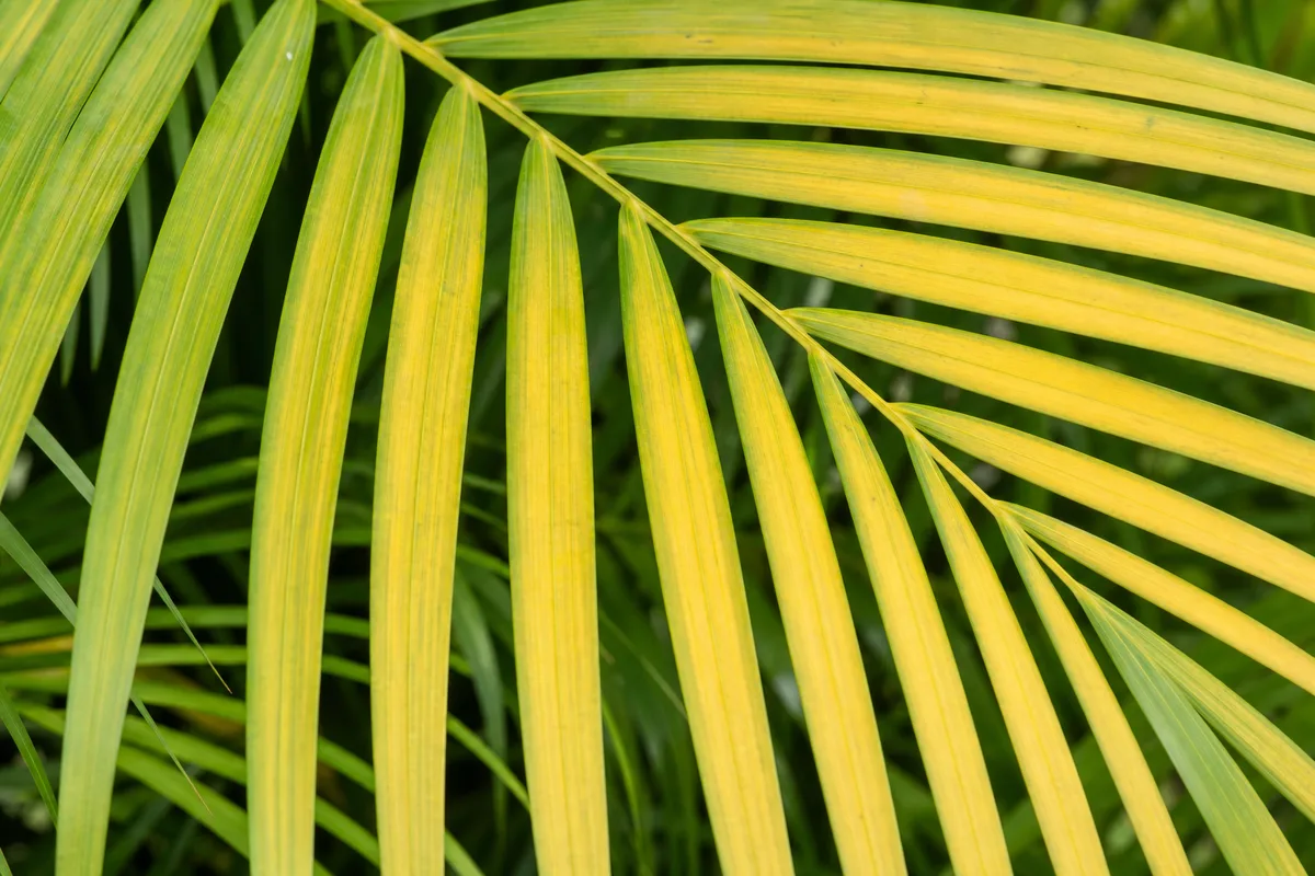 Close-up of Yellow Leaves on Areca Palm - diagnostic detail