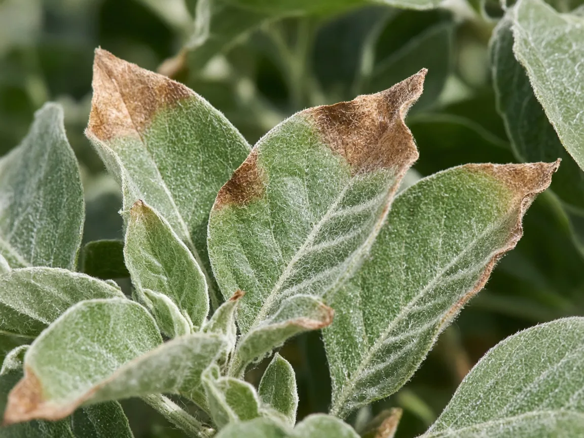 Close-up of brown tips on Ashwagandha silvery leaves