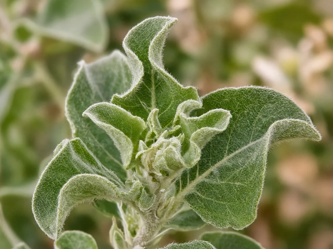 Close-up of curling leaves on Ashwagandha - cupped hairy leaf margins at a branch tip