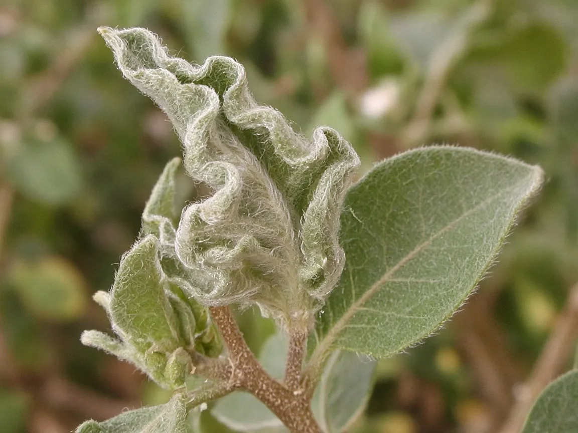 Close-up of distorted leaves on Ashwagandha - twisted rippled new silvery leaf at shoot tip
