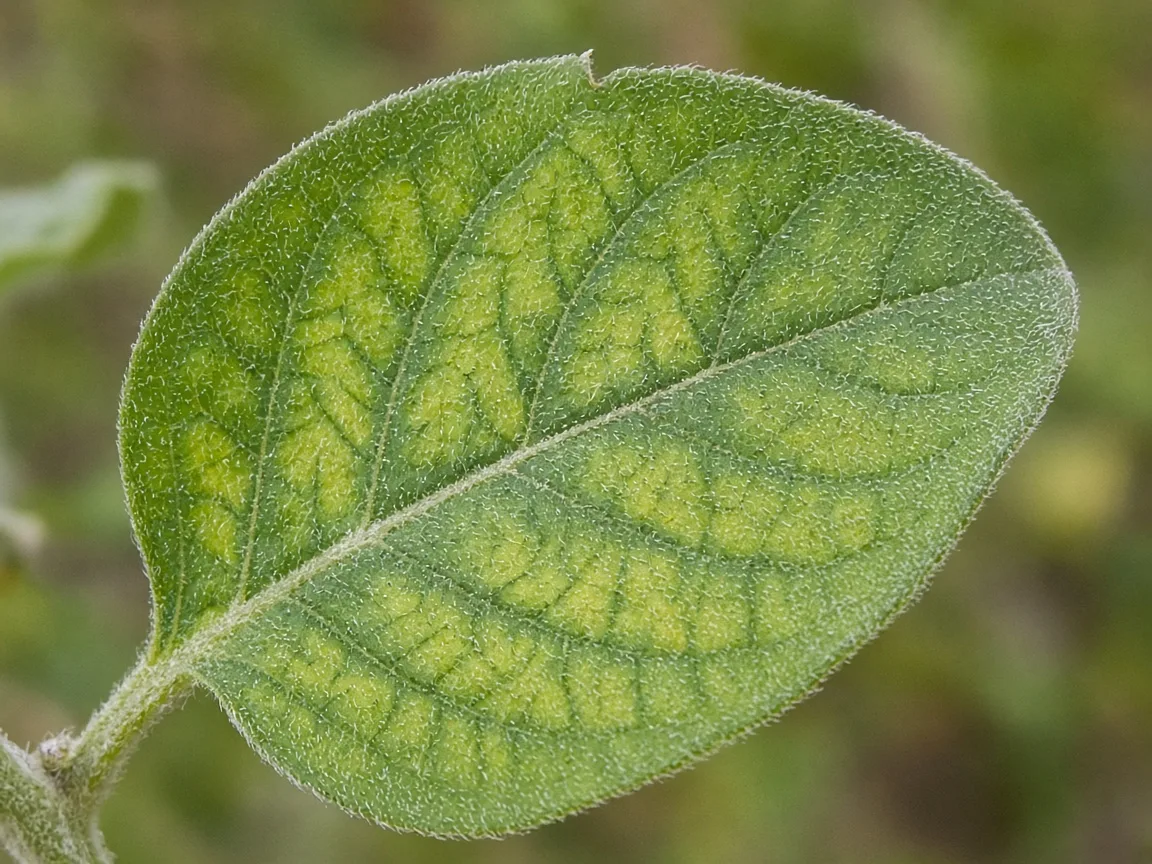 Close-up of interveinal chlorosis on older Ashwagandha silvery leaf