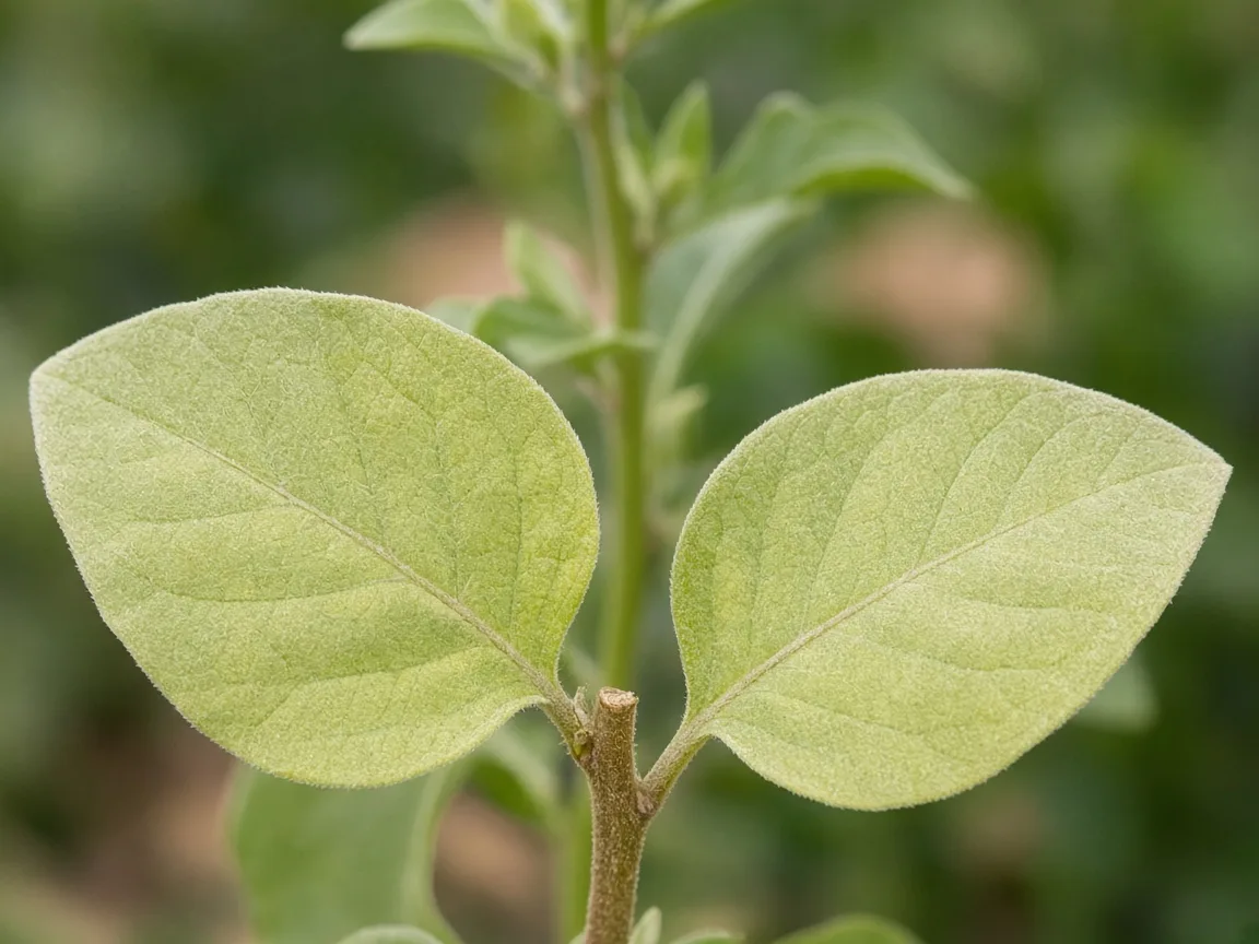 Close-up of nitrogen deficiency on Ashwagandha - uniform pale yellow-green on oldest lower opposite silvery-hairy leaf