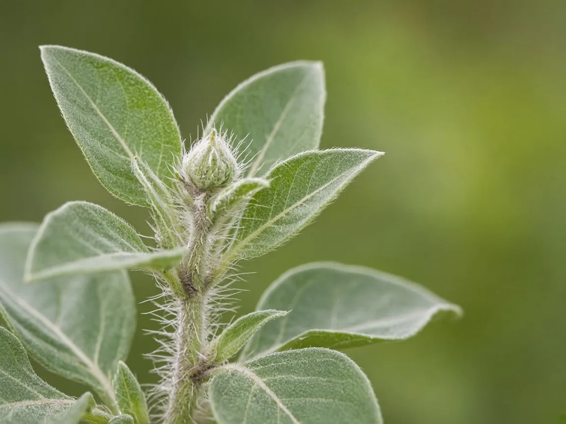 Close-up of firm Ashwagandha stem tip with tight older leaves but no fresh silvery growth flush at the growing point
