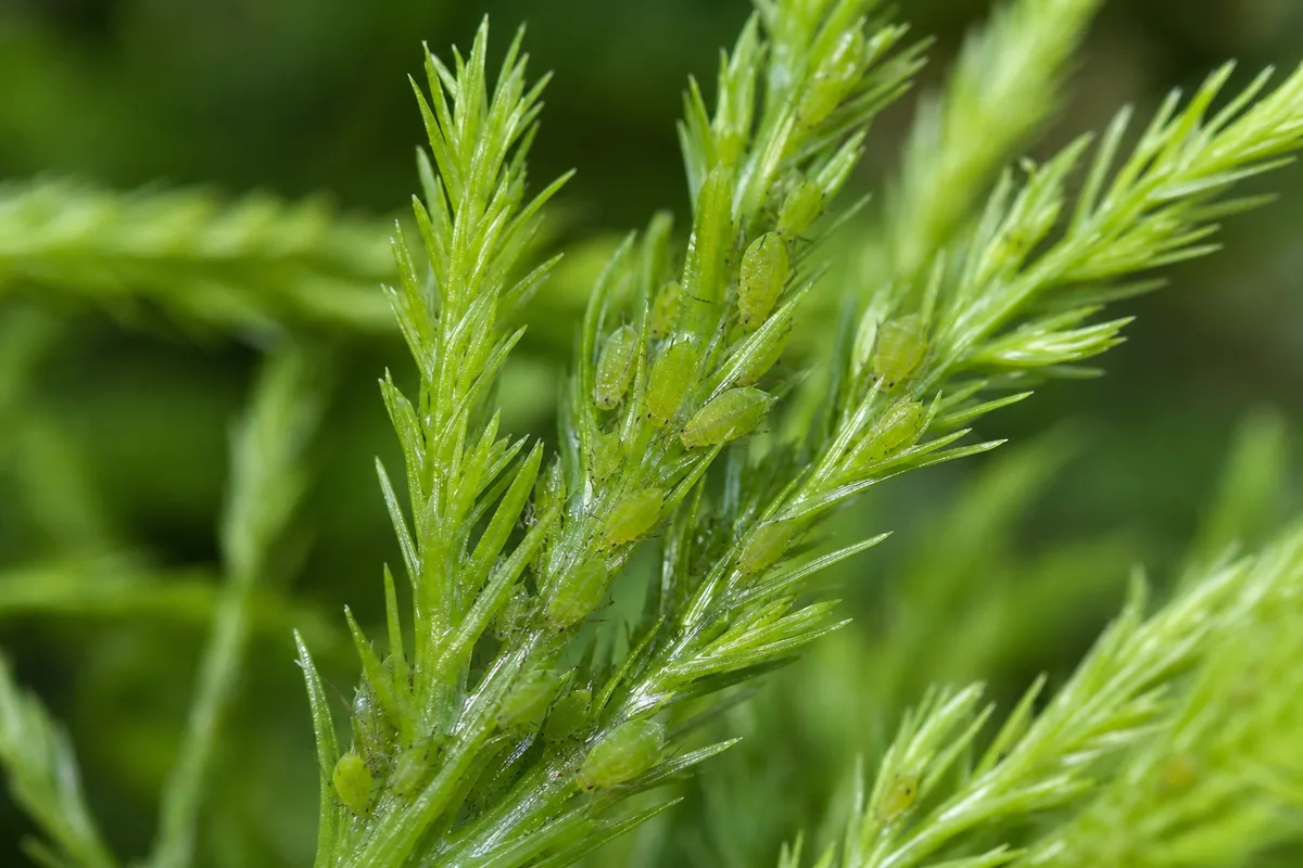 Close-up of Aphids on Asparagus Fern - diagnostic detail