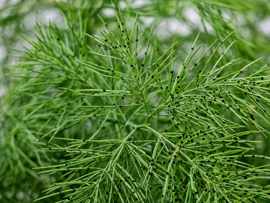Close-up of black spots on Asparagus Fern needle-like cladodes