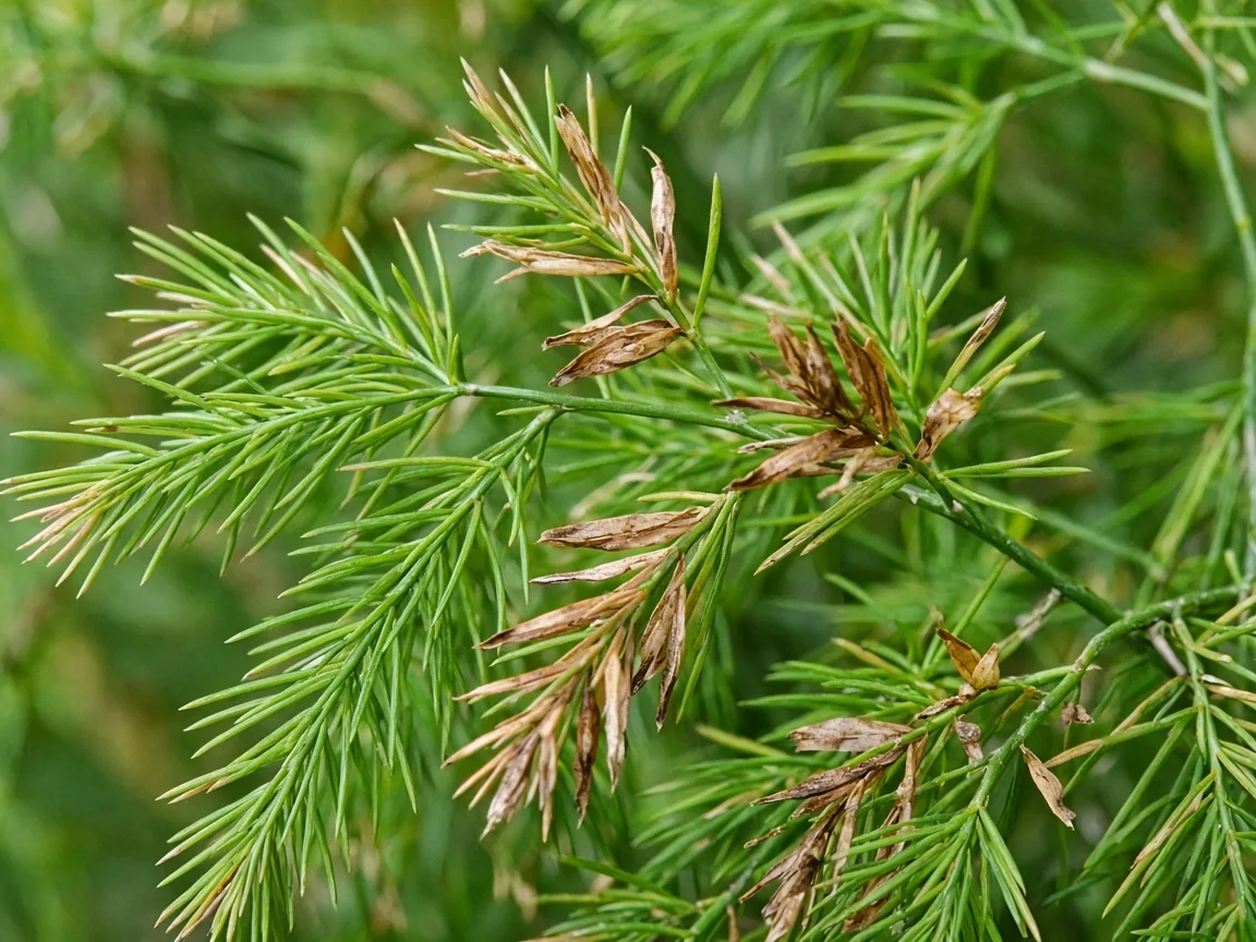 Close-up of Brown Leaves on Asparagus Fern - diagnostic detail