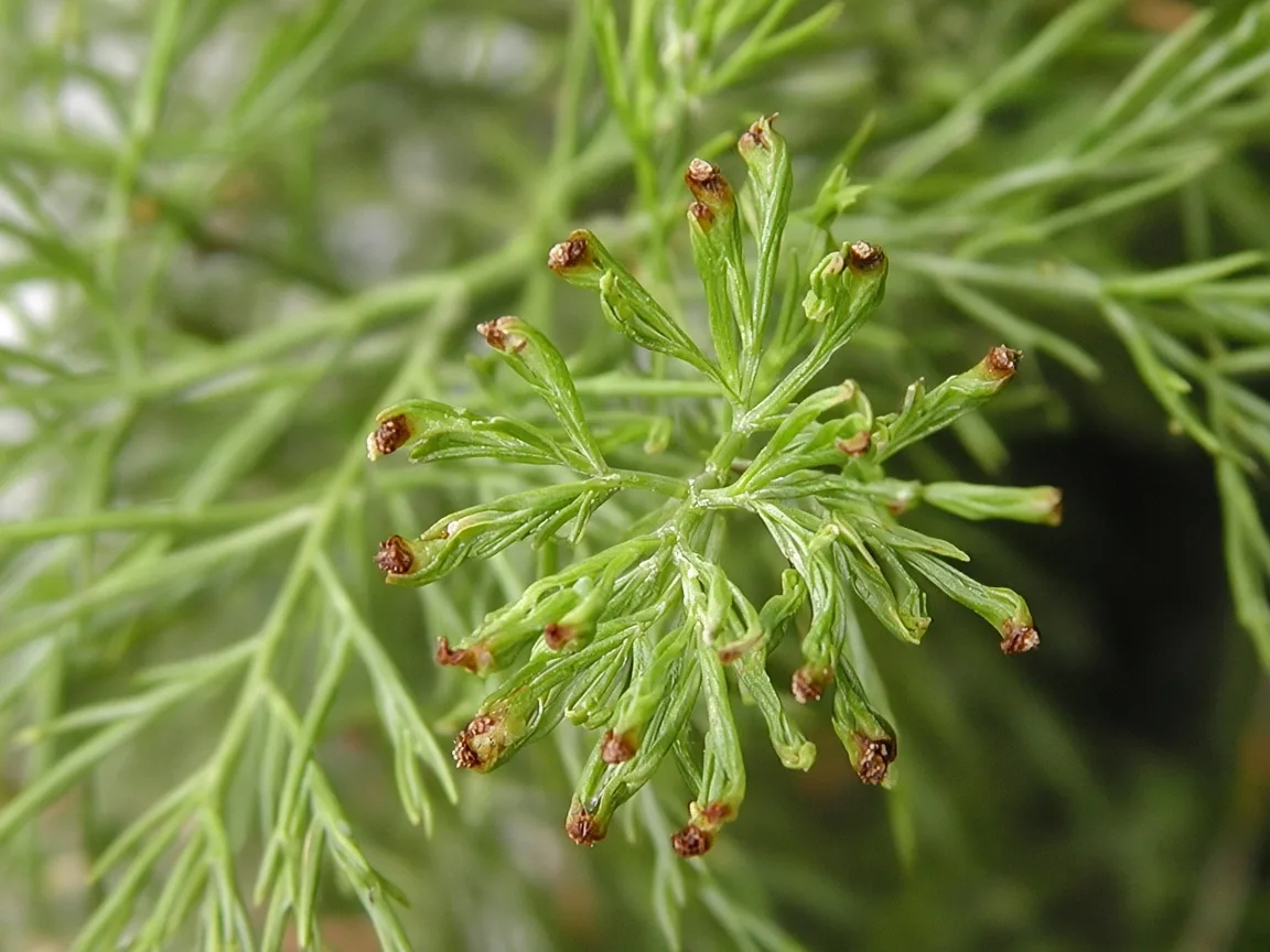 Close-up of calcium deficiency on Asparagus Fern - cupped new cladode spray at stem tip