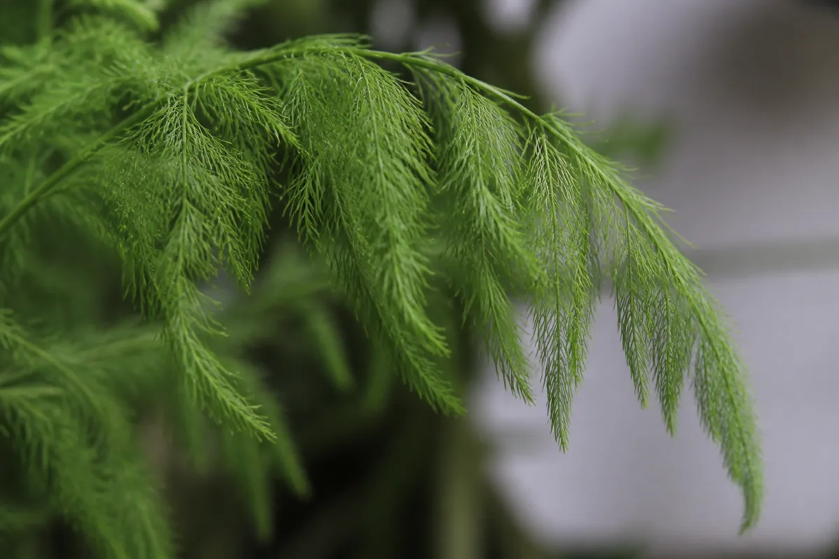 Close-up of Drooping Leaves on Asparagus Fern - diagnostic detail