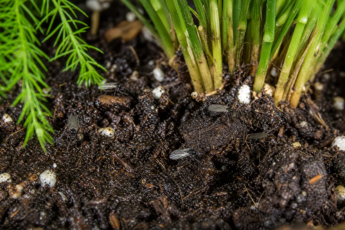Close-up of Fungus Gnats on Asparagus Fern - diagnostic detail
