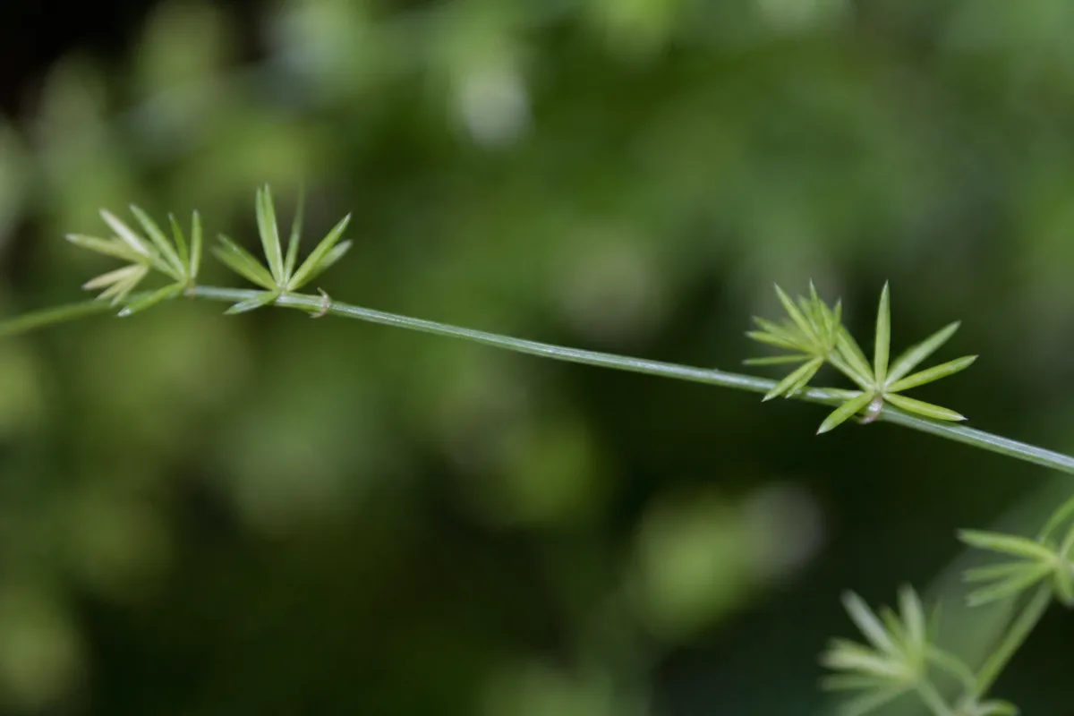 Close-up of Leggy Growth on Asparagus Fern - diagnostic detail