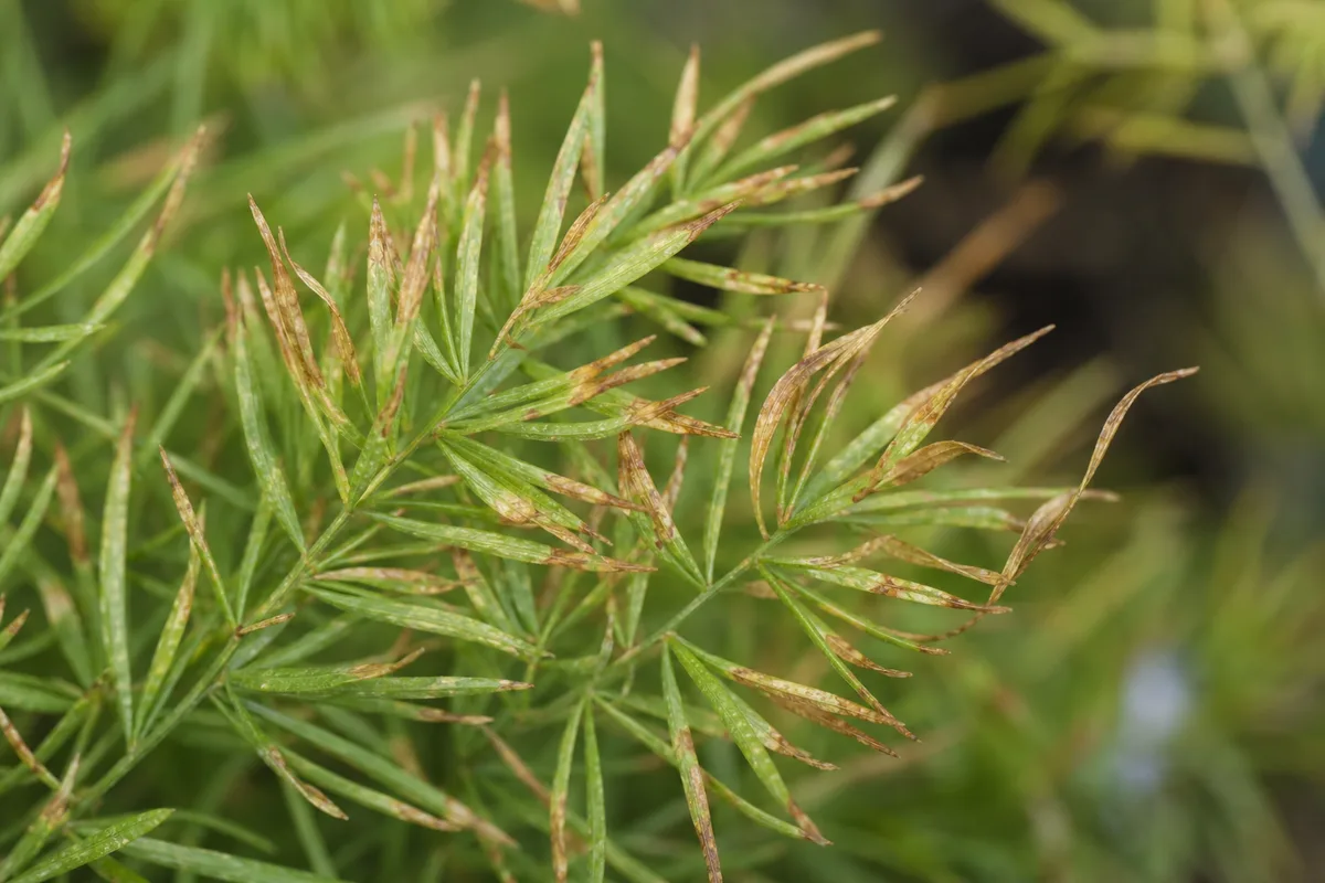Close-up of Low Humidity on Asparagus Fern - diagnostic detail