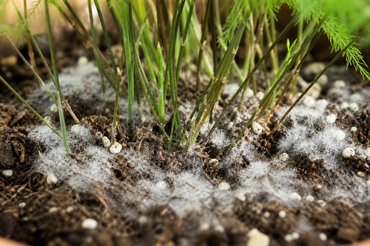 Close-up of Mold on Soil on Asparagus Fern - diagnostic detail