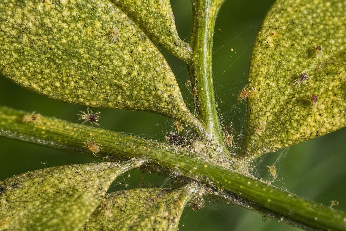 Close-up of Spider Mites on Asparagus Fern - diagnostic detail