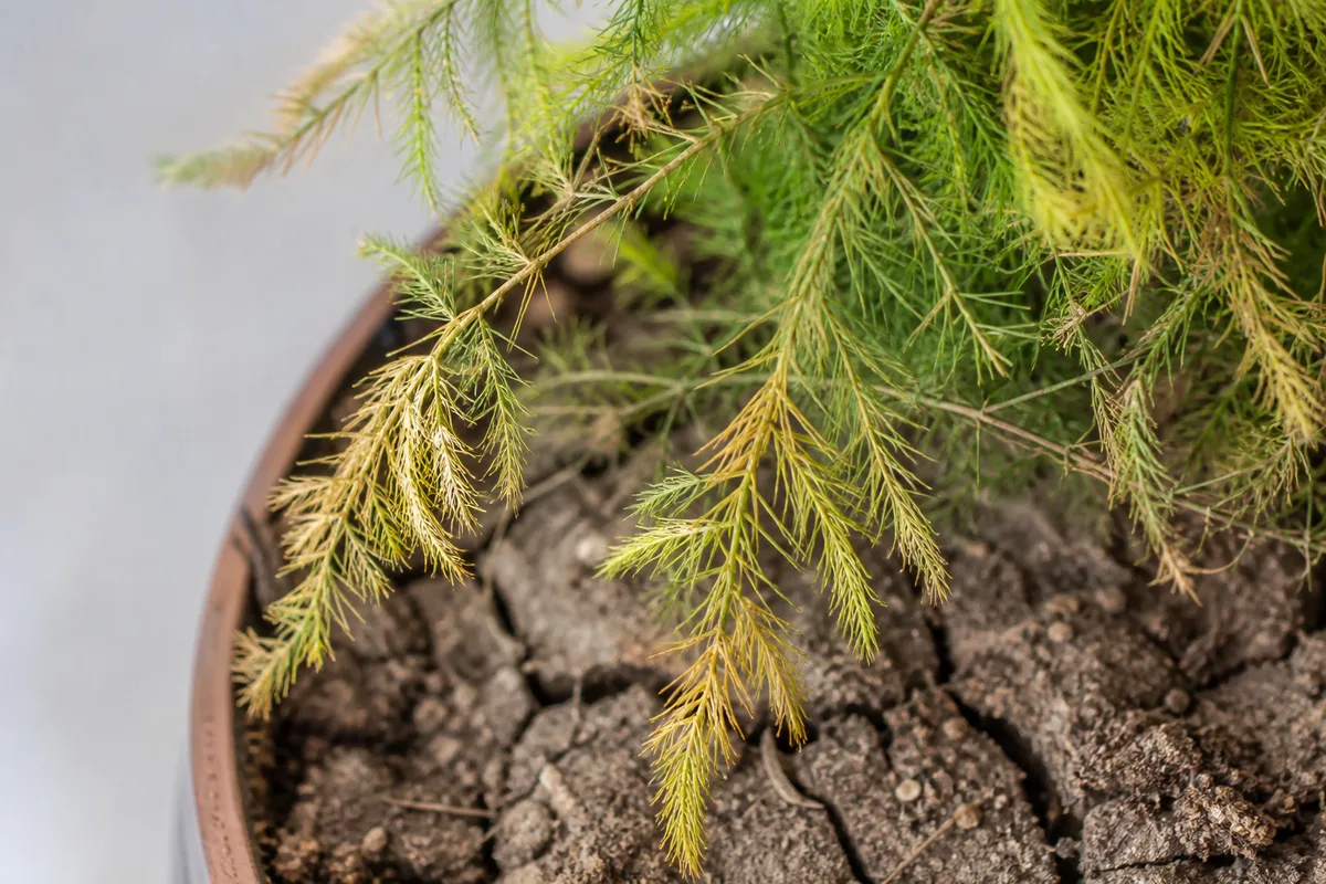 Close-up of Underwatering on Asparagus Fern - diagnostic detail