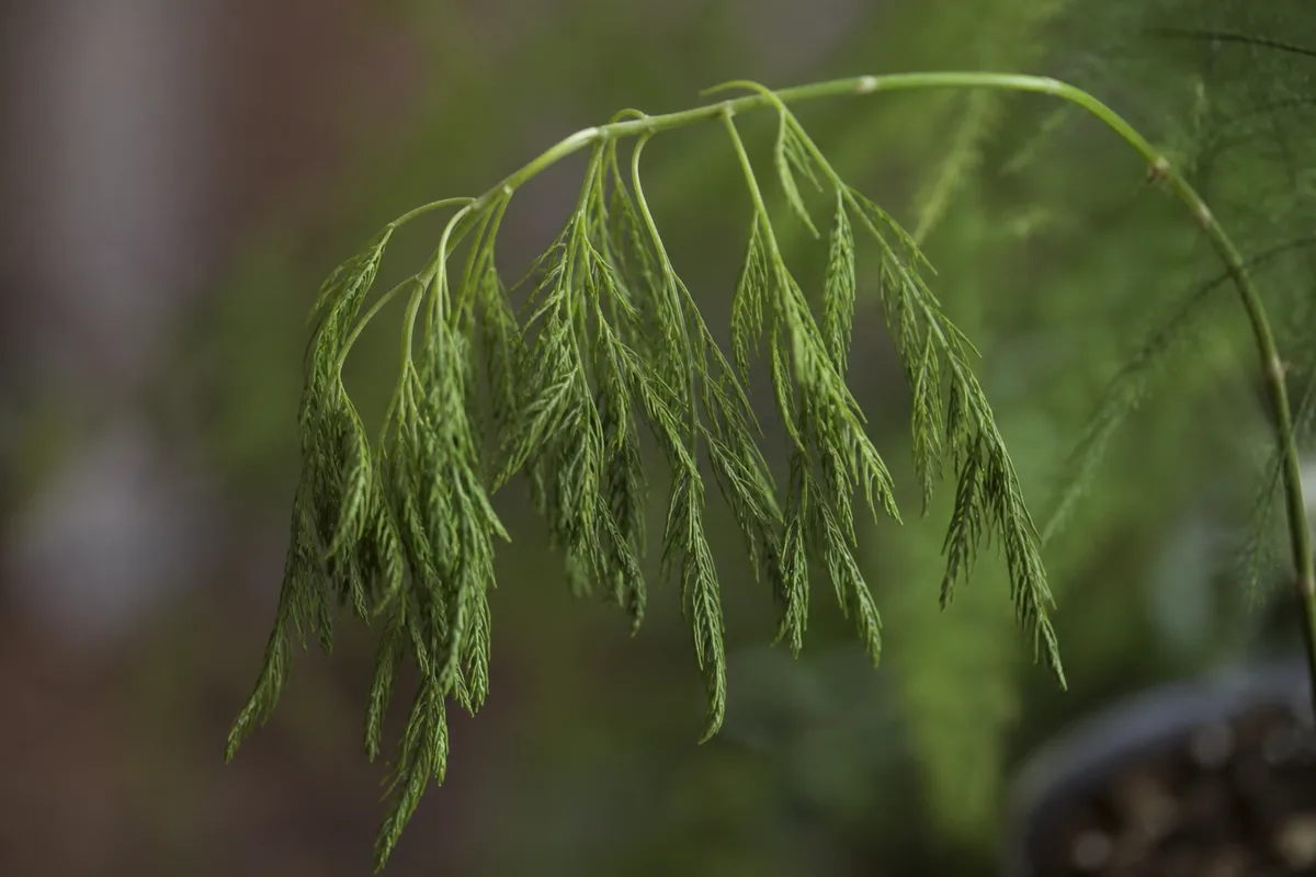Close-up of Wilting on Asparagus Fern - diagnostic detail