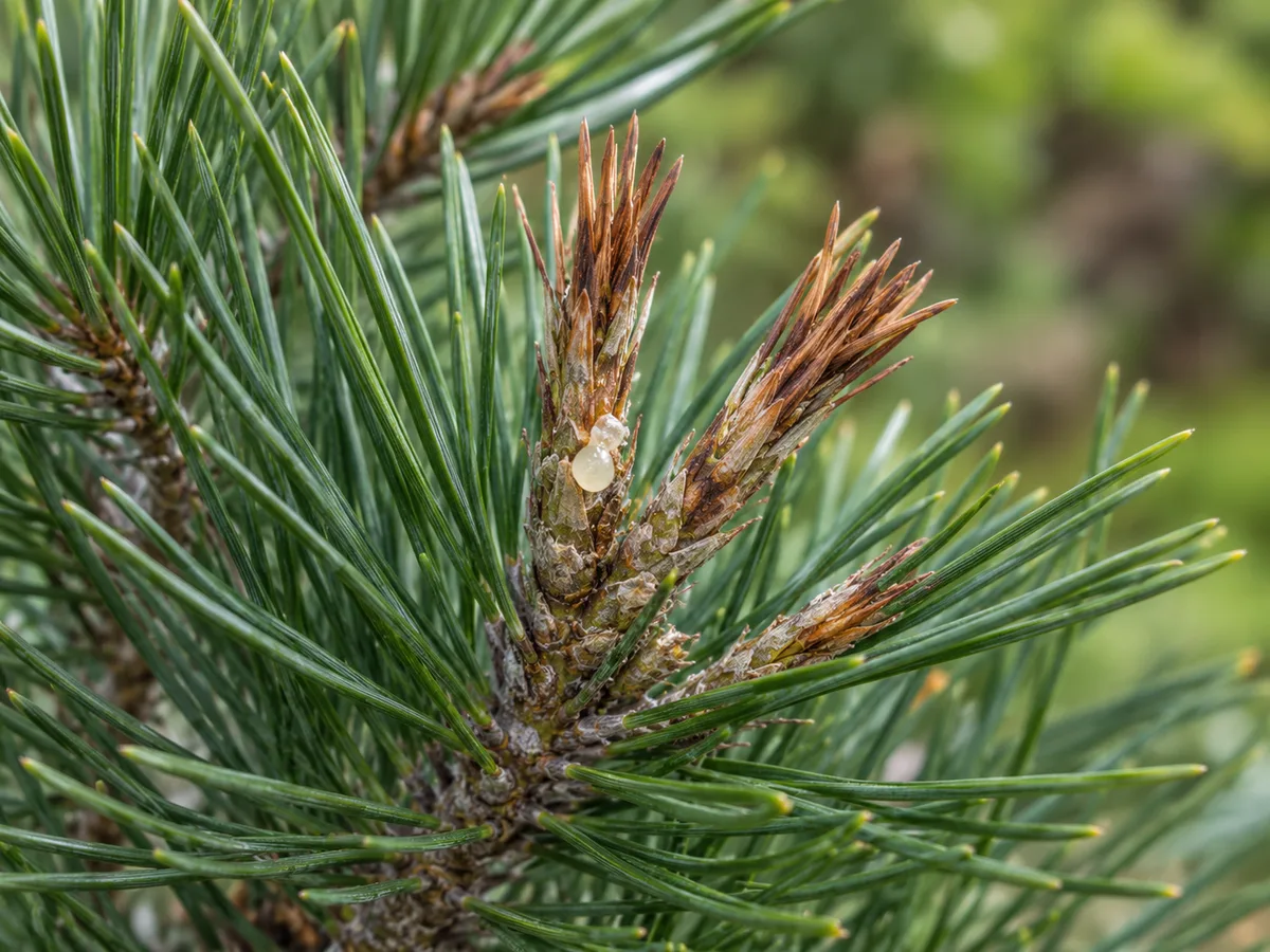 Austrian pine shoot tips with browned new growth and resin, an example of a possible blight symptom