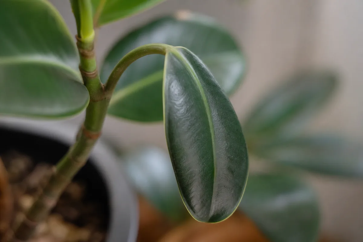 Close-up of Drooping Leaves on Baby Rubber Plant - diagnostic detail