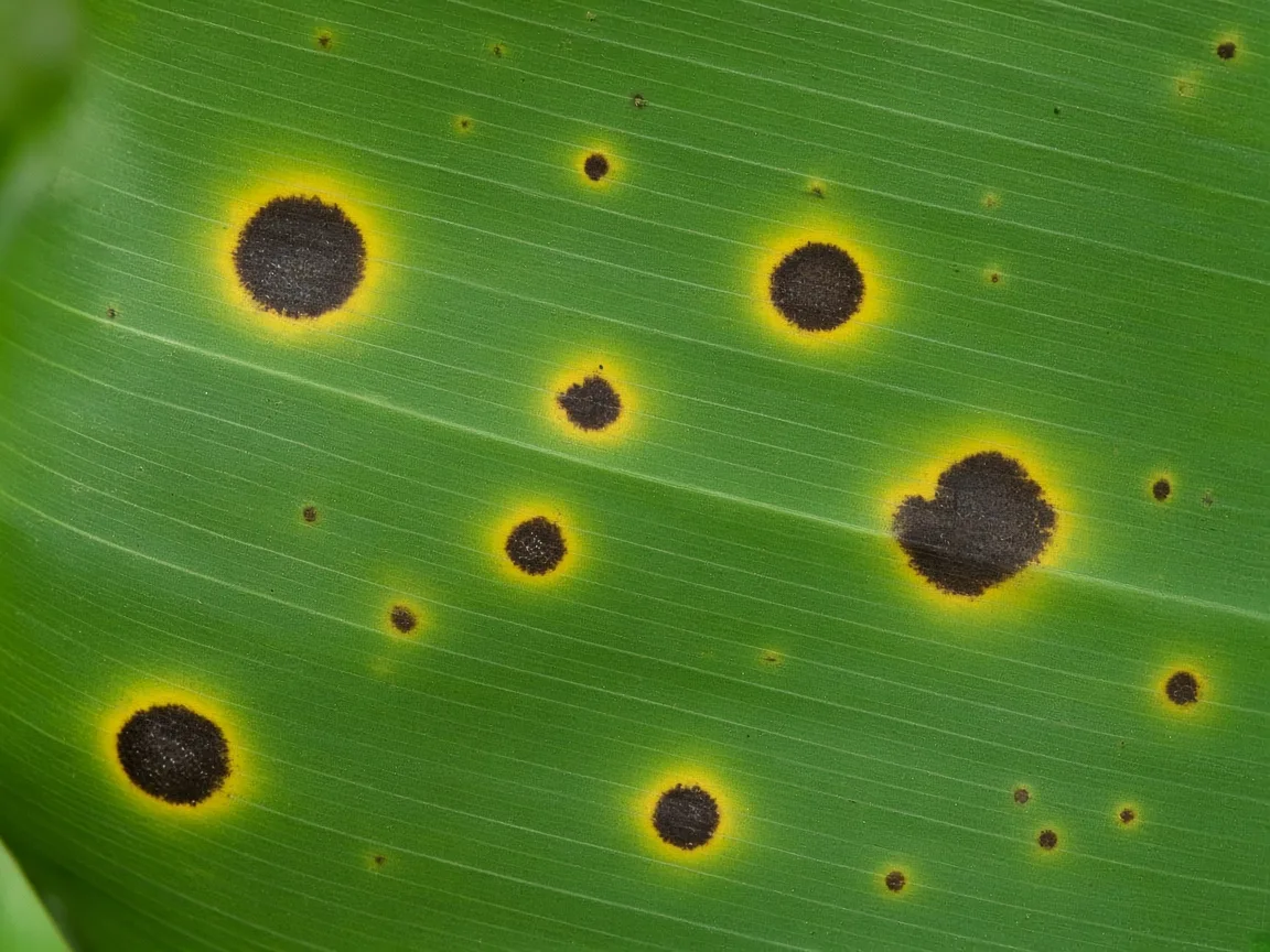 Close-up of black spots on Banana paddle leaf showing dark lesions with yellow halos on Musa acuminata
