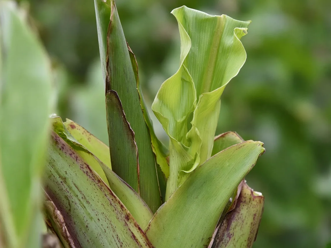 Close-up of Distorted Leaves on Banana - diagnostic detail