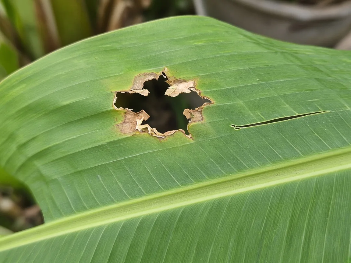 Close-up of holes in leaves on Banana - irregular chew damage and vein-aligned wind splits on a broad paddle leaf near the pseudostem