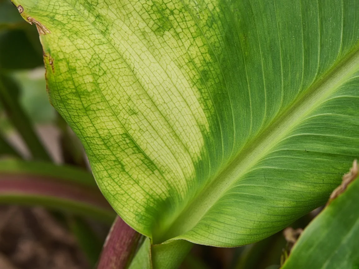 Close-up of interveinal chlorosis on new Banana paddle leaf at pseudostem crown
