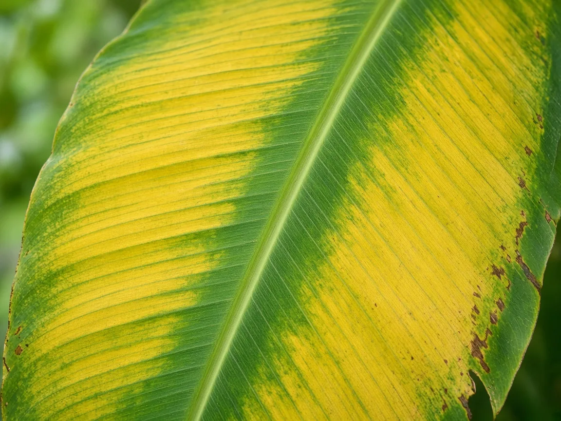 Close-up of magnesium deficiency on Banana - green banding and interveinal yellow chlorosis on older paddle leaf